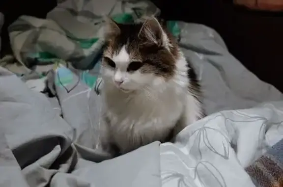 Чорно-біла, худорлява, ляклива.