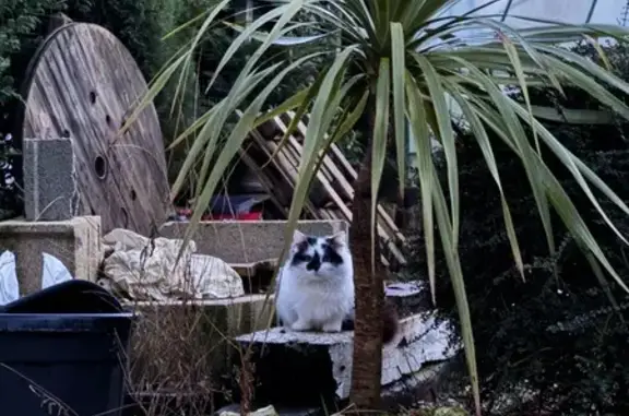 Chat trouvé Les Essarts-le-Roi, photo: Chat mâle blanc/noir trouvé aux Essarts-le-Roi