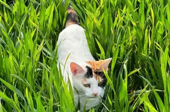 Chat blanc disparu, petite taille, Faches-Thumesnil - photo