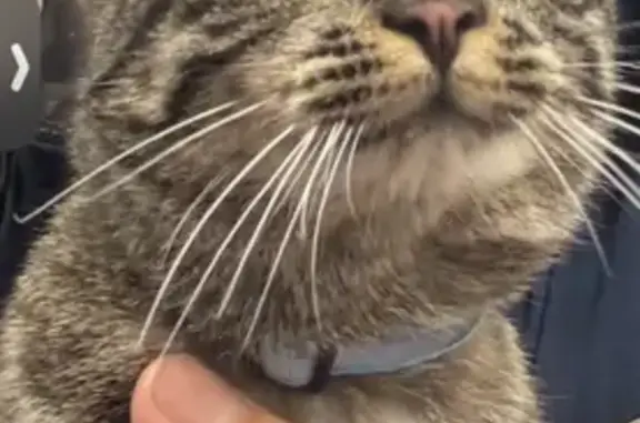 Chat trouvé Grenoble, photo: Chat mâle tigré trouvé avec collier bleu