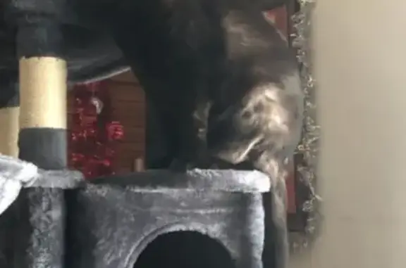 Chat noir Réglisse disparu à Marigny - photo