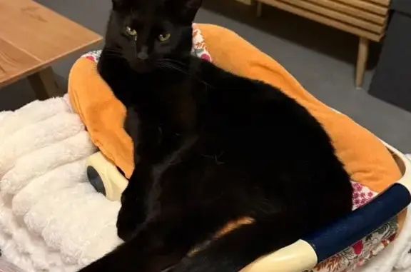 Chat noir perdu, sociable à Orgères - photo