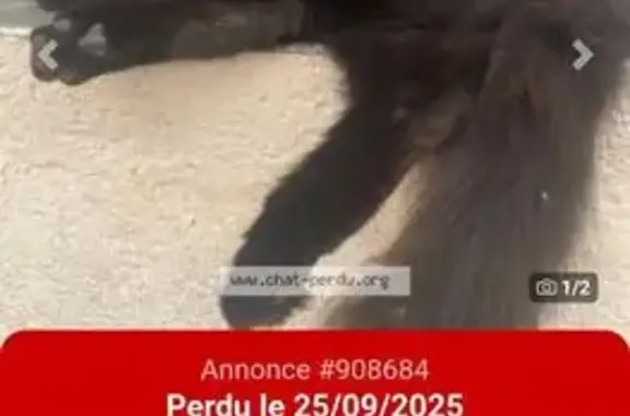 Chat perdu à Sussargues : contactez 0774078944 - photo