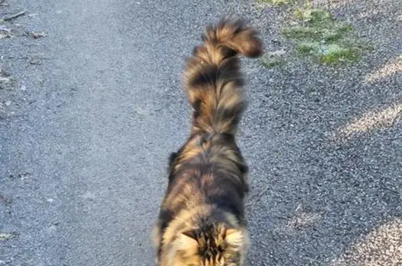 Chatte tigrée craintive disparue à Louroux - photo