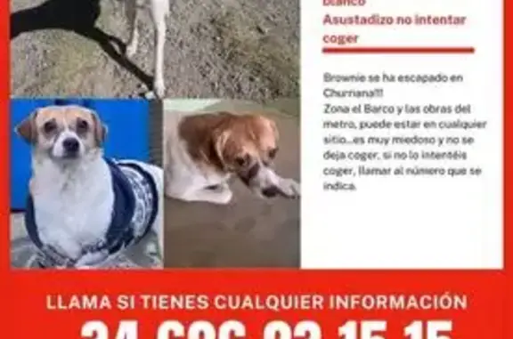 Perro Perdido en Churriana: Blanco y Marrón