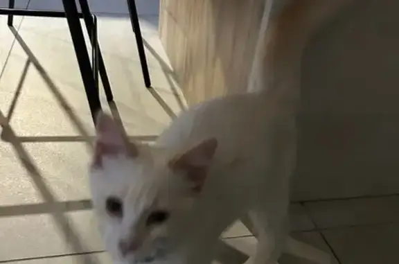 Chat trouvé , photo: Chaton blanc-roux trouvé à Jouy-aux-Arches