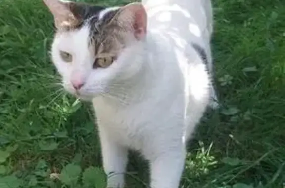 Chatte blanche perdue, queue marron/grise - photo