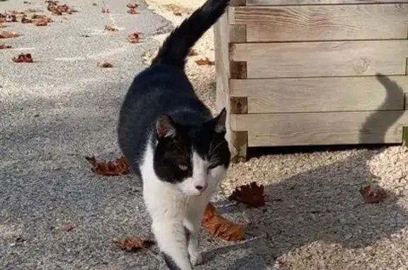 Animaux perdus , photo: Chat noir et blanc perdu à Hauterives