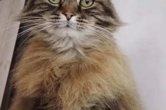 Chat perdu, Quincieux, photo: Chat norvégien Liloo disparu à Quincieux