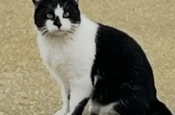 Animaux trouvés Vitré, photo: Chat noir et blanc trouvé à Vitré