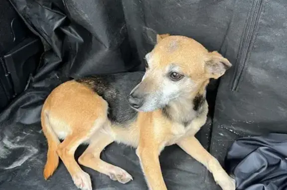 Animaux trouvés , photo: Chien blessé trouvé à Ceyras