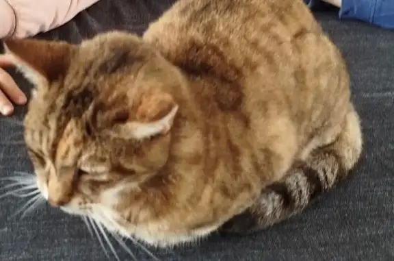 Animaux perdus , photo: Chatte tigrée âgée perdue à Saint-Augustin