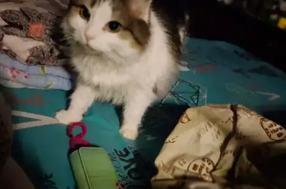 Чорно-біла, худорлява, ляклива. Вийшла в коридор гуртожитку.