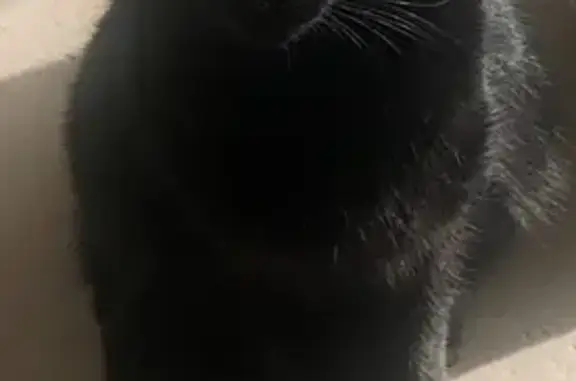 Chat noir disparu à Thiers, 6 ans, craintif - photo