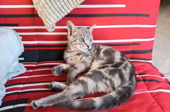 Animaux perdus , photo: Chatte tigrée perdue à Saint-Hostien