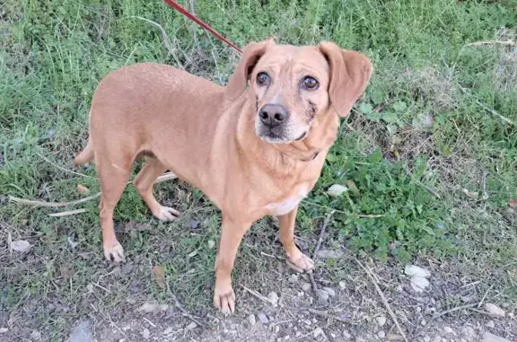 Perro encontrado Sabadell, foto: Perro Marrón Claro Hallado en Sabadell: Herido