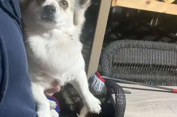 Found Dog at Galm & Bricewood...