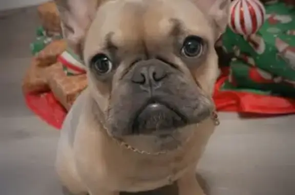 Help Find Bella: Missing in Hartford, CT