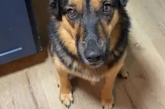 Black/ brown no collar, she's a sweet dog, she snuck out around 2/11 7pm tried searching for her Nowhere to be found. Please help me find her, I just want her home.