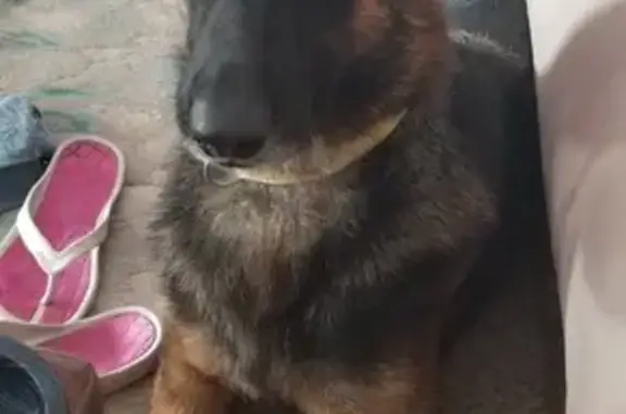 Lost Dog Koko: Yellow Collar, Palatka