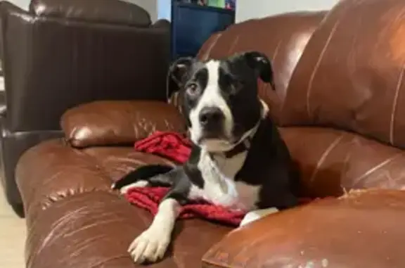 Lost Dog: Black & White, Forest Hills