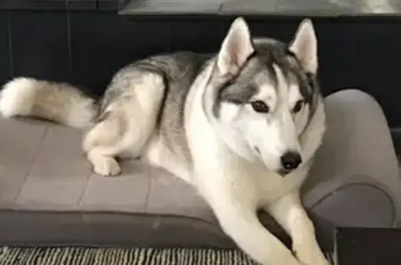 Lost Husky: Gray/White, Brown Eyes, Ocala