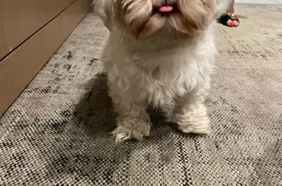 Found Shih Tzu/Maltese, SW 37t...