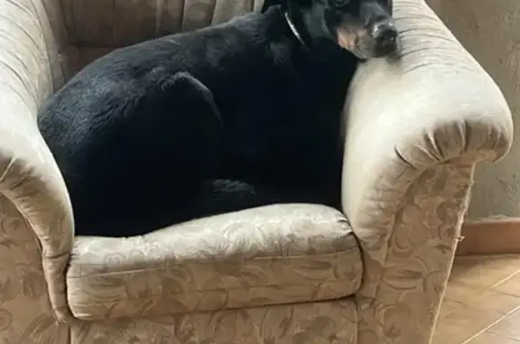 Beauceron noir perdu, contactez-nous ! - photo