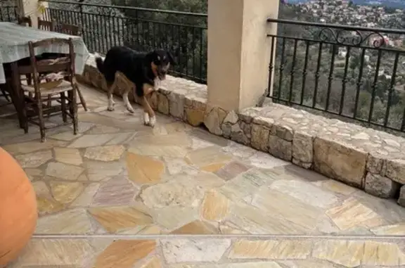 Chien trouvé Grasse, photo: Chien trouvé, type Beauceron, Grasse