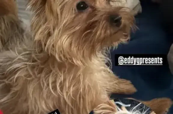 Lost Mini Yorkie: Main St, South Amboy