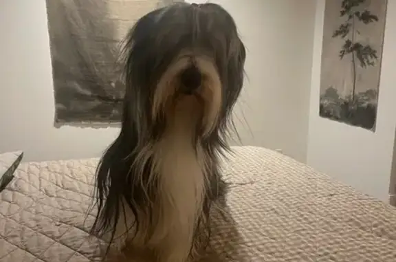 Lost Bearded Collie: Help Find Her!