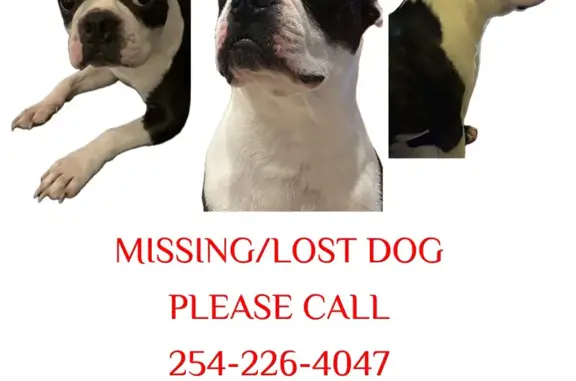 Lost Boston Terrier: Crooked Tail, TX