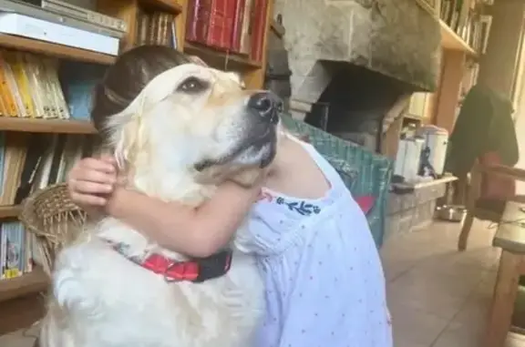 Chien perdu à Bondy : Roxy, contactez-nous ! - photo