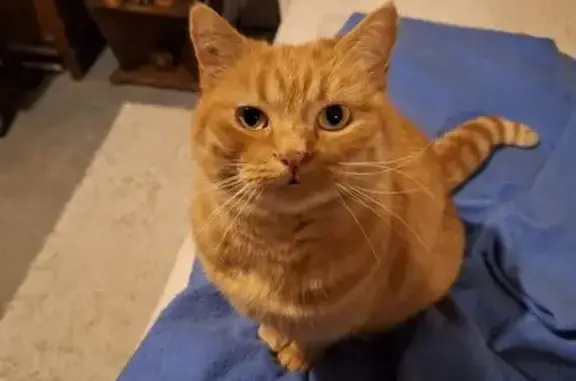 Chat perdu, , photo: Chat perdu Brétigny-sur-Orge, câlin et craintif