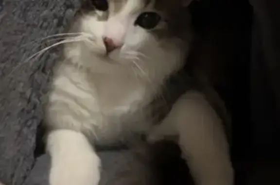 Chaton gris-blanc-beige disparu à Saugnac - photo
