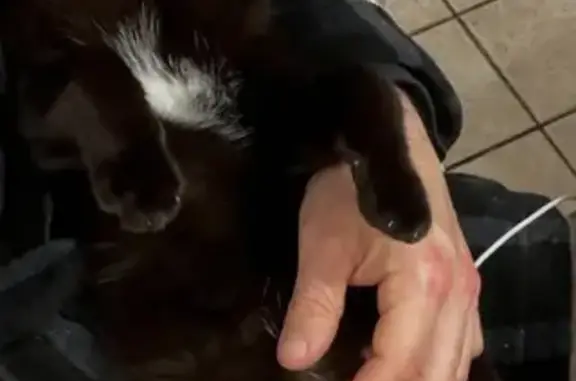 Gato Negro Perdido en Sant Vicenç dels Horts