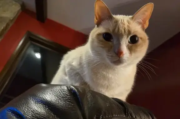 Help Find Daisy: Skittish Siamese Mix Lost