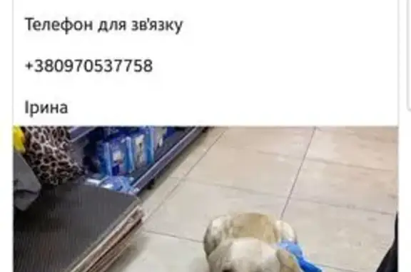 Палевого бігала біла магазину в ошийнику