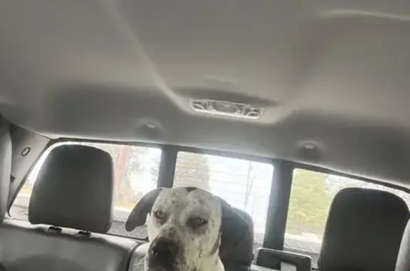 Found: Loving Dog with Unique...