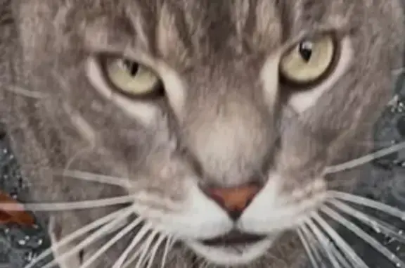 Found cat Tamarac, photo: Friendly Gray Cat Found in Tamarac