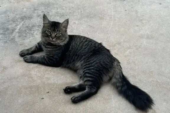 Lost pets San Antonio, photo: Lost Tabby/Maine Coon Mix in San Antonio