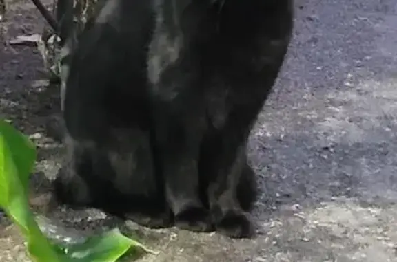 Animaux trouvés Nice, photo: Chat noir aux yeux verts trouvé à Nice