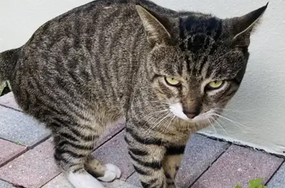 Found cat Margate, photo: Found: Male Tabby Cat with Purple Collar