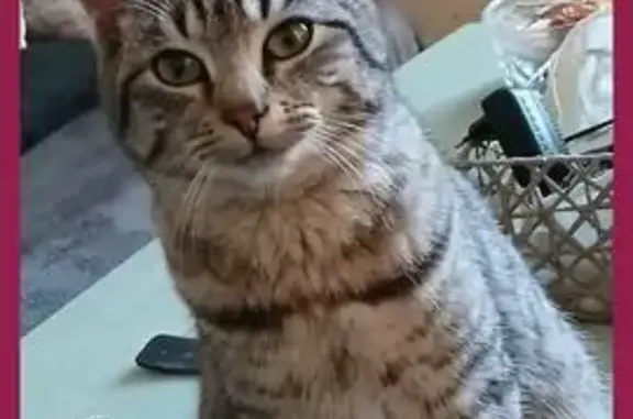 Chat tigré perdu près de l'église Riaillé - photo