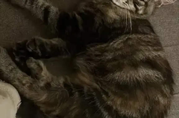 Chatte polydactyle disparue à Saint-Georges - photo