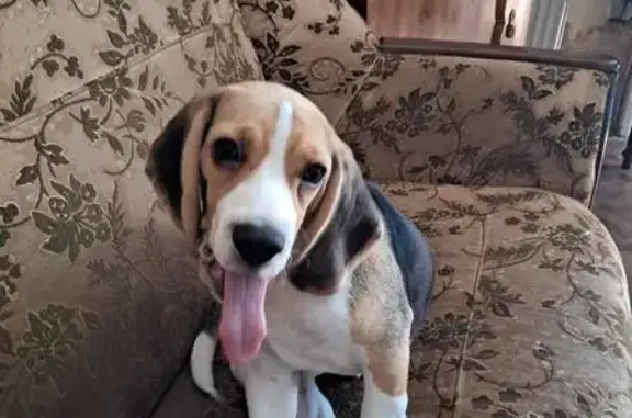 Зникла собака в Львові: відгукується на 