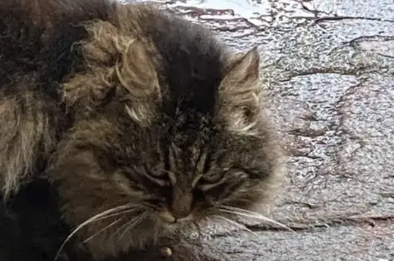 Animaux trouvés Noirmoutier-en-l'Île, photo: Chat trouvé à Noirmoutier-en-l'Île