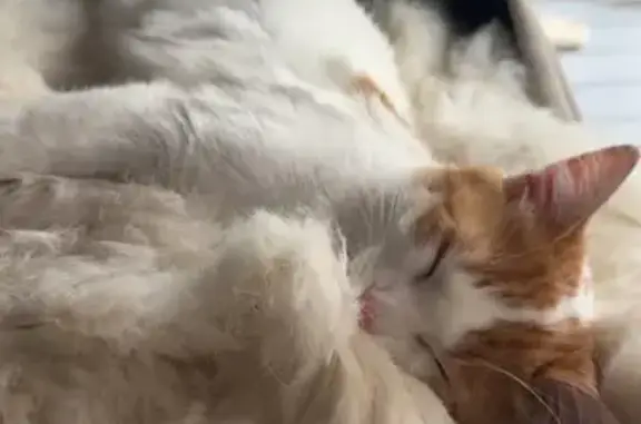 Chat perdu : Mylo, 7 mois, calme et peureux - photo