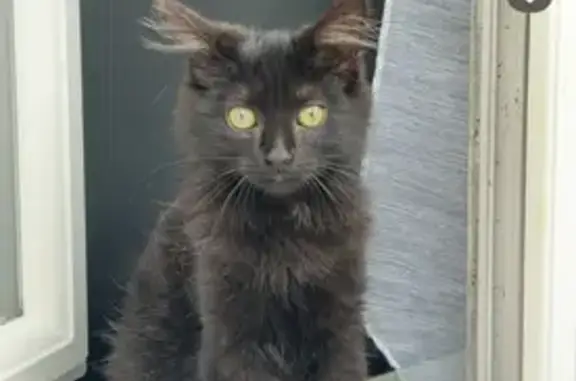 Chat perdu, Saint-Jean-la-Poterie, photo: Chat disparu, câlin, rue de la Perrière