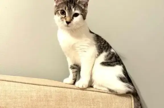 Lost Cat! Our cat, Willow, snuck out and we can't find her. In the South Fayette area near Forest Ridge. ' She is about 5 months old, white with gray and black stripes/spots.